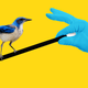 Imagen para el artículo titulado Por qué los científicos deberían usar la magia para estudiar la inteligencia animal